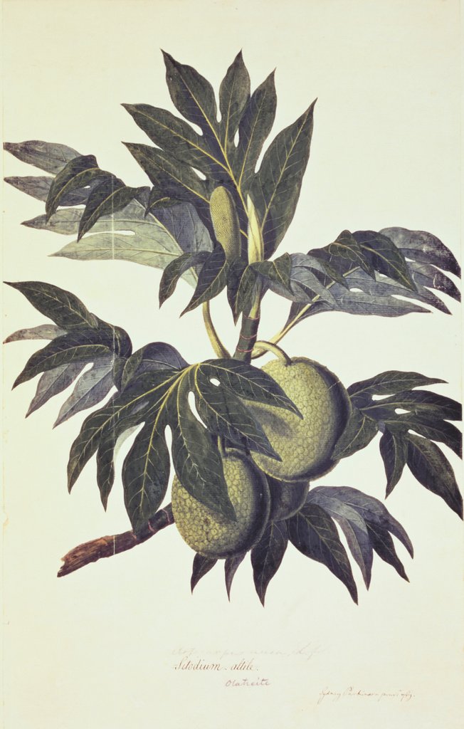 Detail of A branch of the bread fruit tree with fruit by John Miller [engraver]