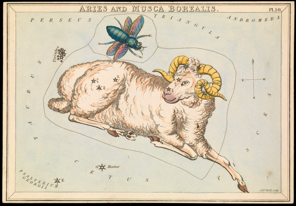 Detail of Aries and Musca borealis by Sidney Hall