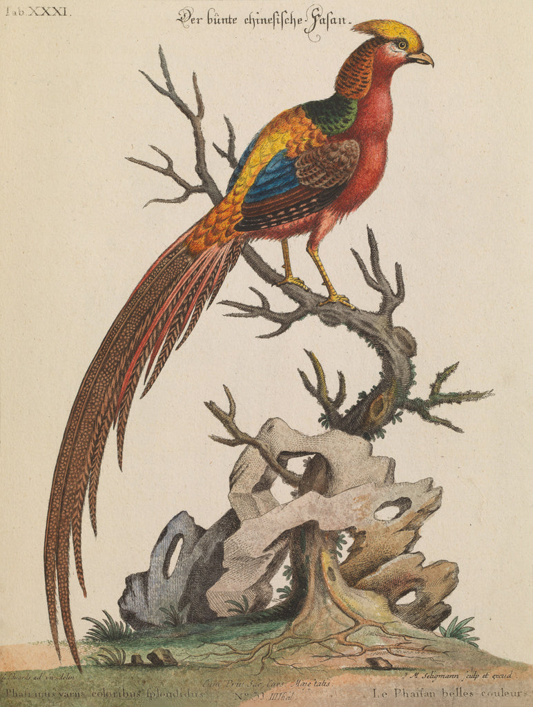 Detail of Golden Pheasant by Thomas Pennant
