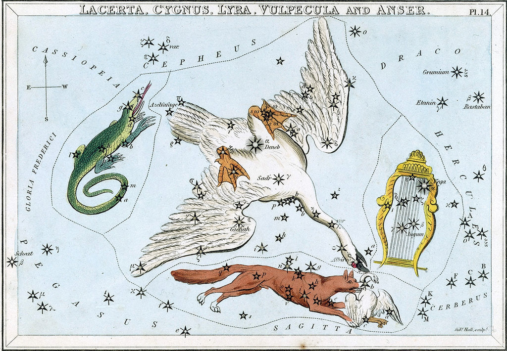 Detail of Lacerta, Cygnus, Lyra, Vulpecula and Anser by Sidney Hall