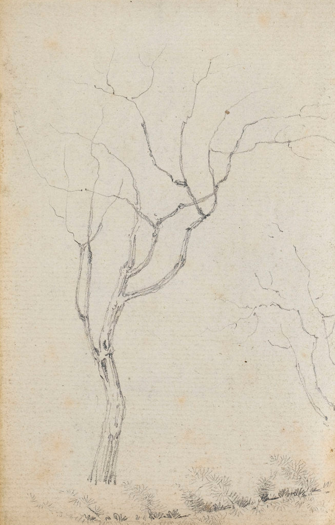 Detail of Study of small trees with low shrubs beneath them (verso) by Thomas Baxter
