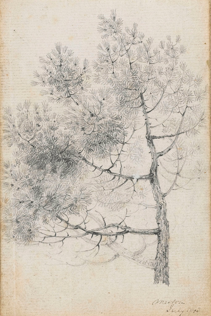 Detail of Study of a pine tree at Merton (recto) by Thomas Baxter
