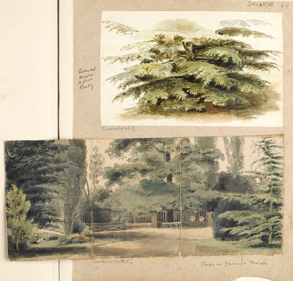 Detail of A study of a Cedar tree at Merton by Thomas Baxter