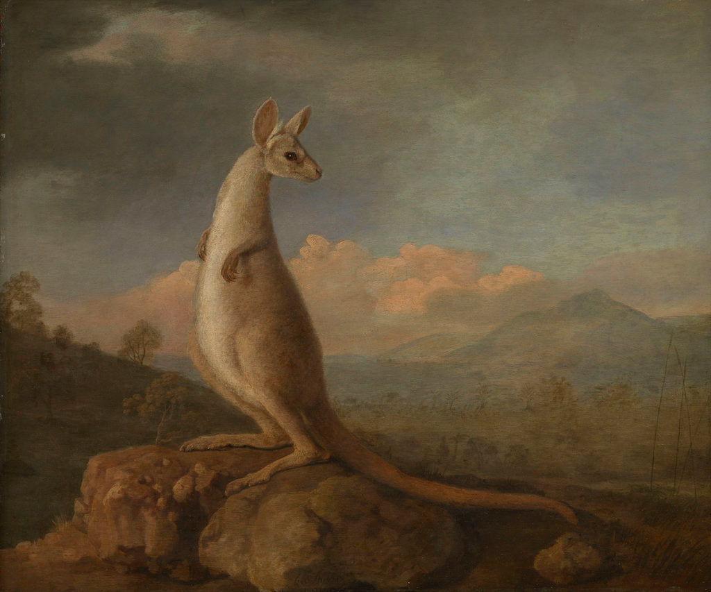 Detail of The Kongouro from New Holland (Kangaroo) by George Stubbs