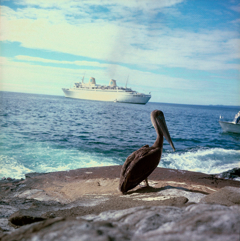 Detail of A pelican on the Galapagos Islands, with 'Kungsholm' (1966) in the background by Marine Photo Service