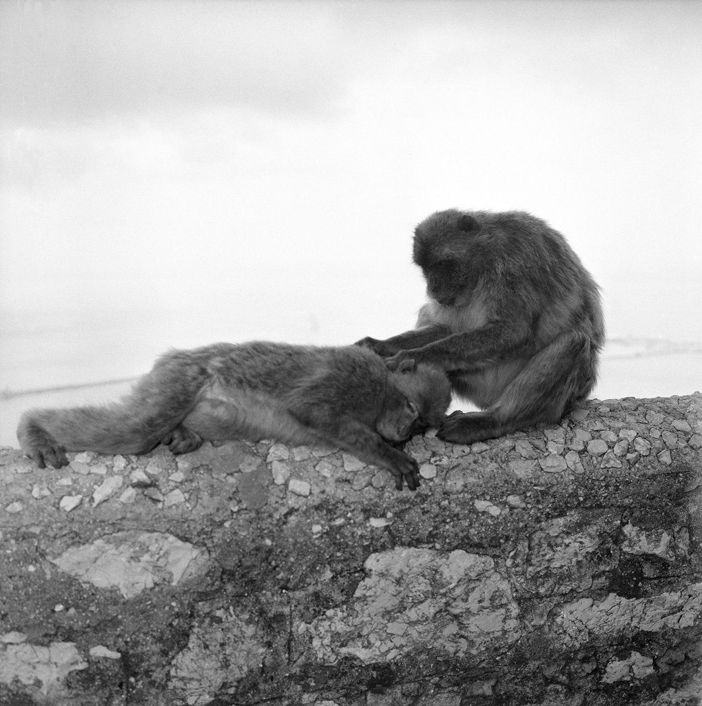 Detail of Barbary macaques on Gibraltar by Marine Photo Service