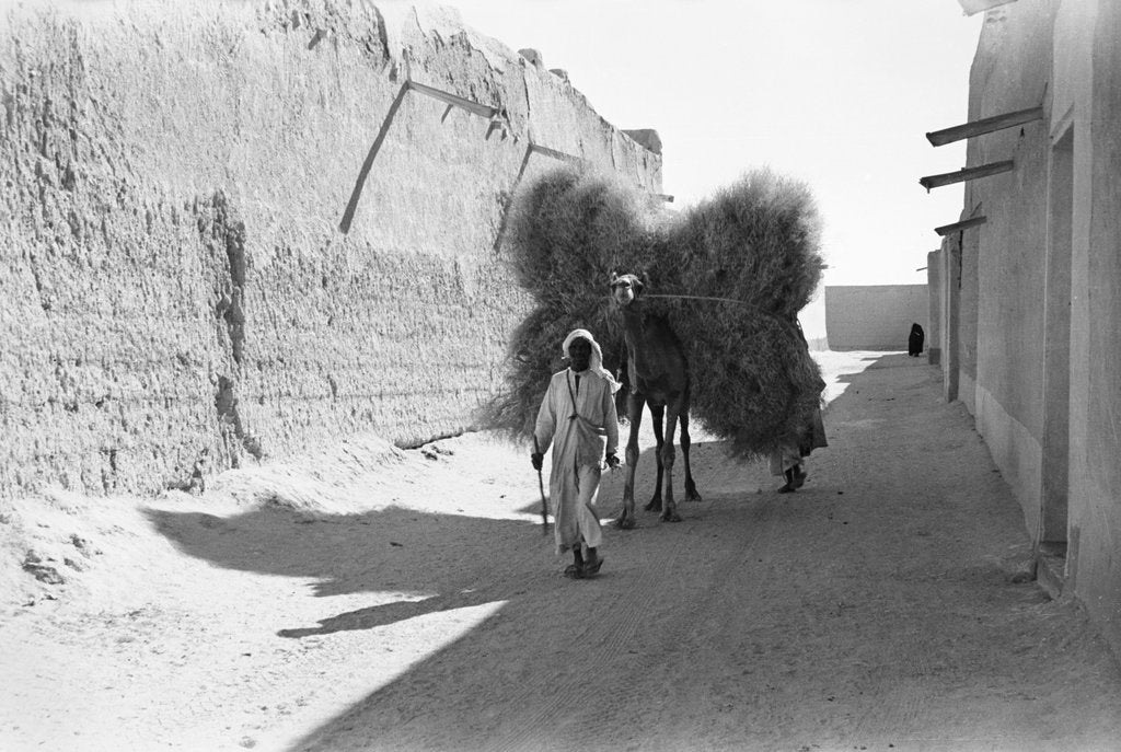 Detail of Camel-load of brushwood being transported, Kuwait City by Alan Villiers