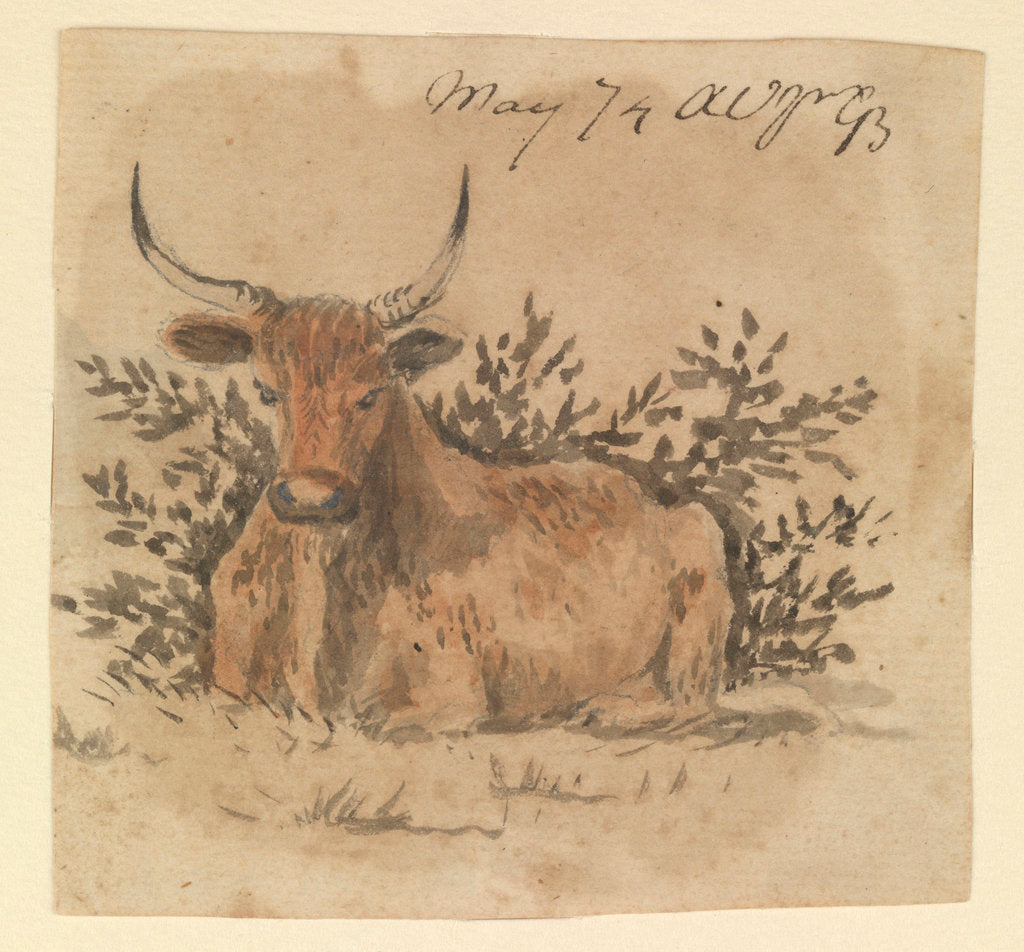 Detail of A cow, lying down by Gabriel Bray