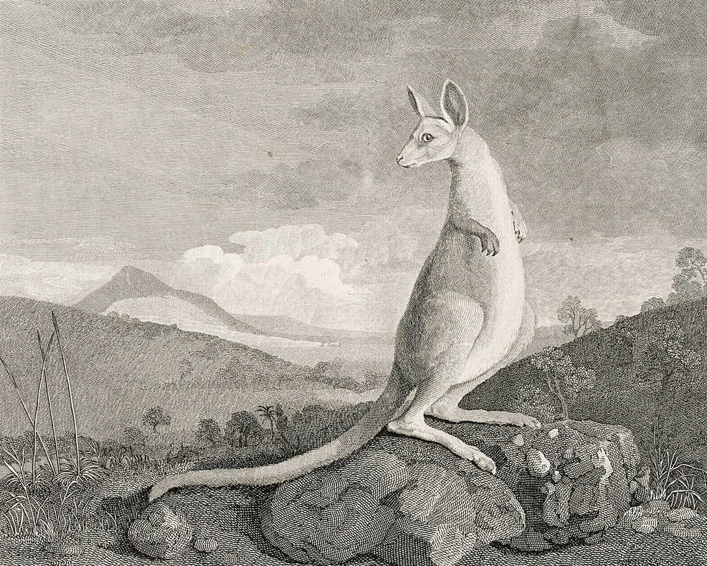 Detail of An animal found on the coast of New Holland, called Kanguroo by William Byrne