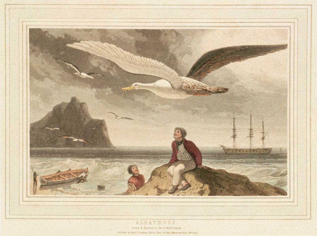 Detail of Albatross by Thomas Daniell