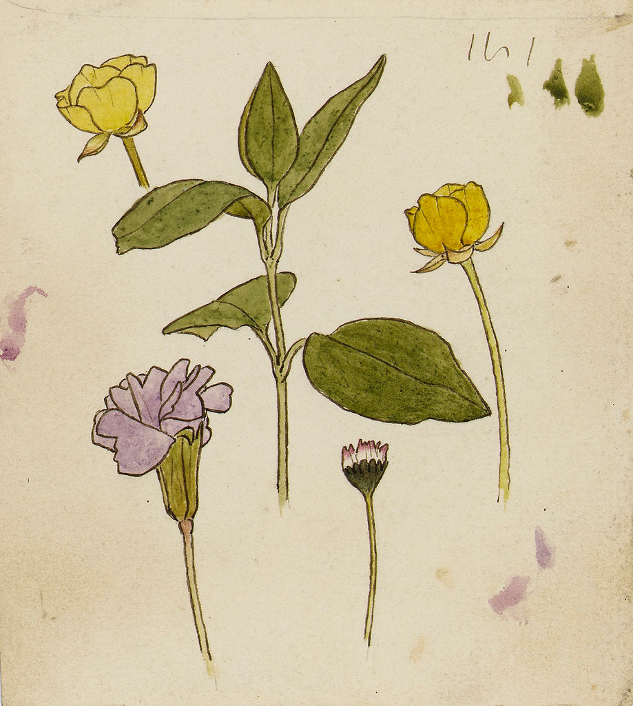 Detail of Study of flowers - buttercup and daisy by Rosa Brett