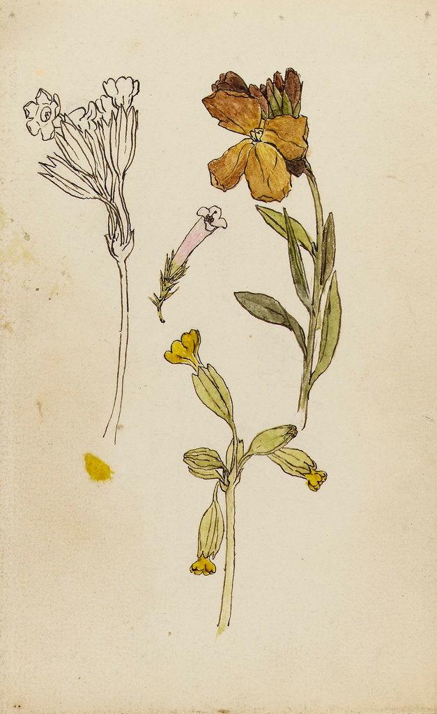 Detail of Study of flowers - wallflower and cowslip by Rosa Brett