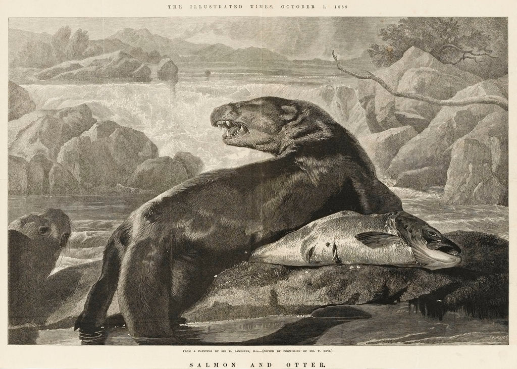 Detail of Salmon and Otter by S. Loudan