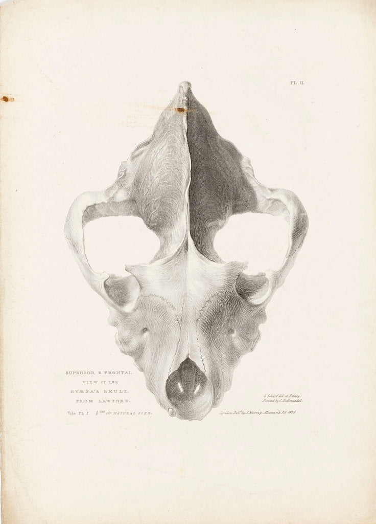 Detail of Superior & Frontal View of the Hyaena's Skull from Lawford by G. Scharf