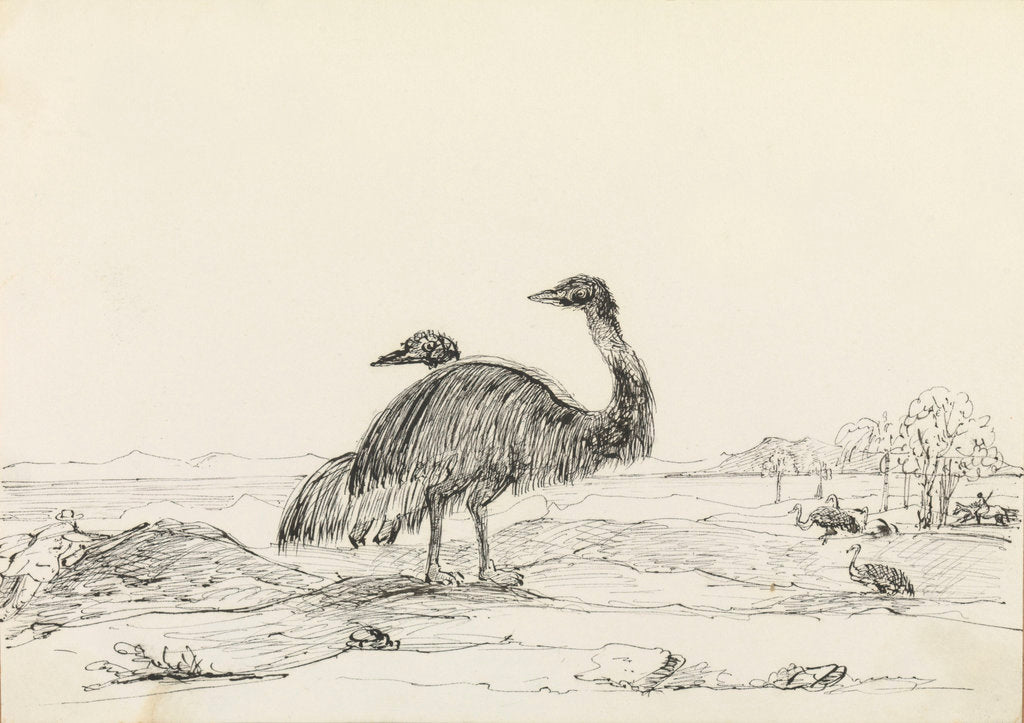 Detail of Sketch of emus by Harry Edmund Edgell
