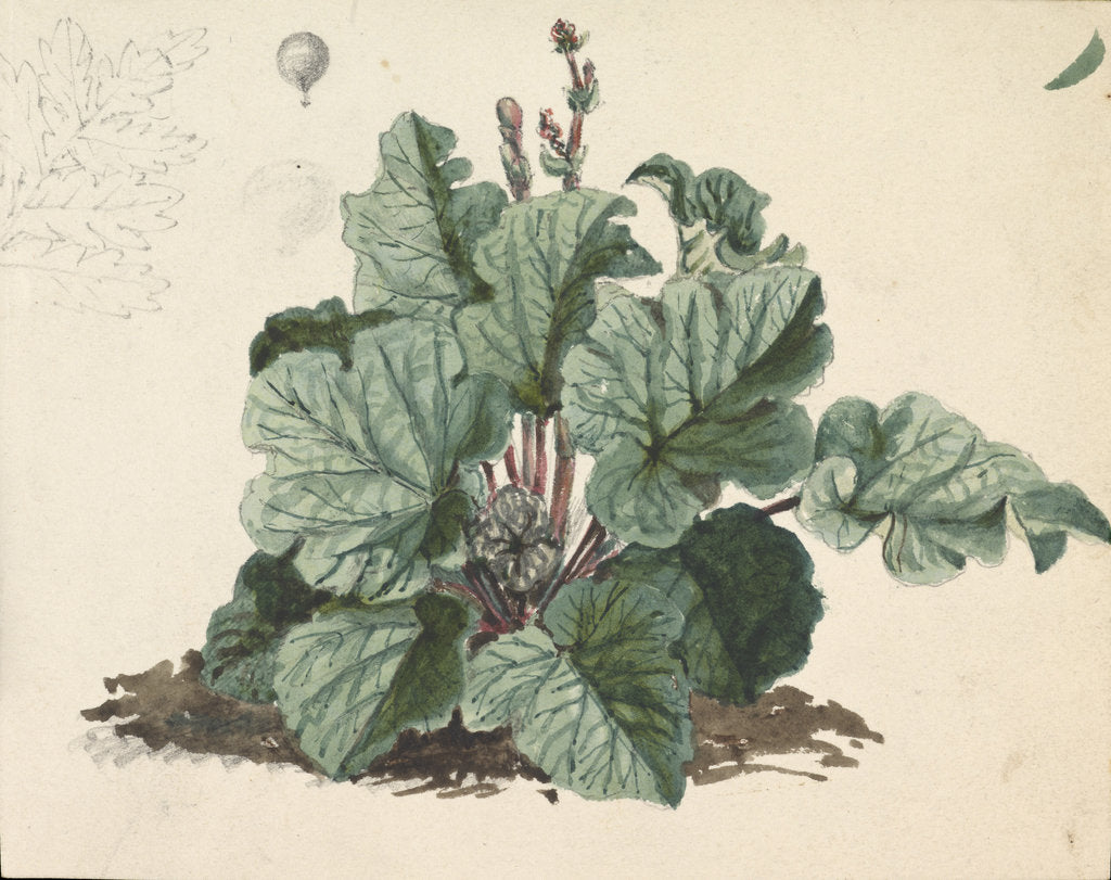 Detail of Rhubarb plant by Edward William Cooke
