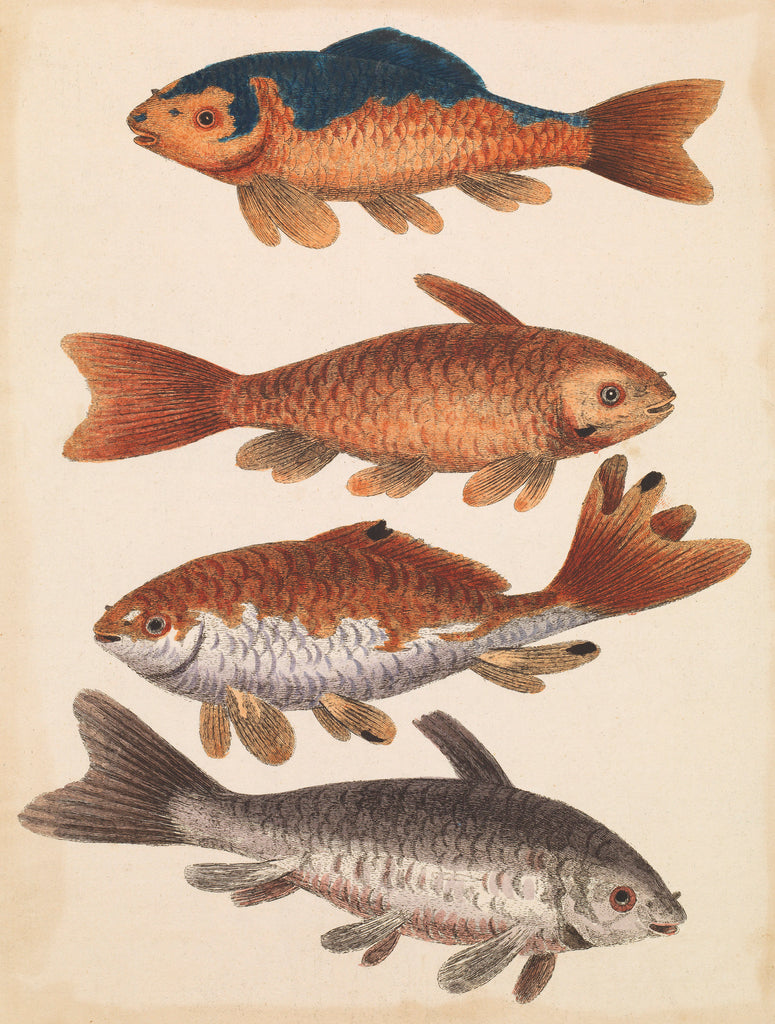 Detail of The Empire of China & Japan - Four Koi Fish by Thomas Pennant
