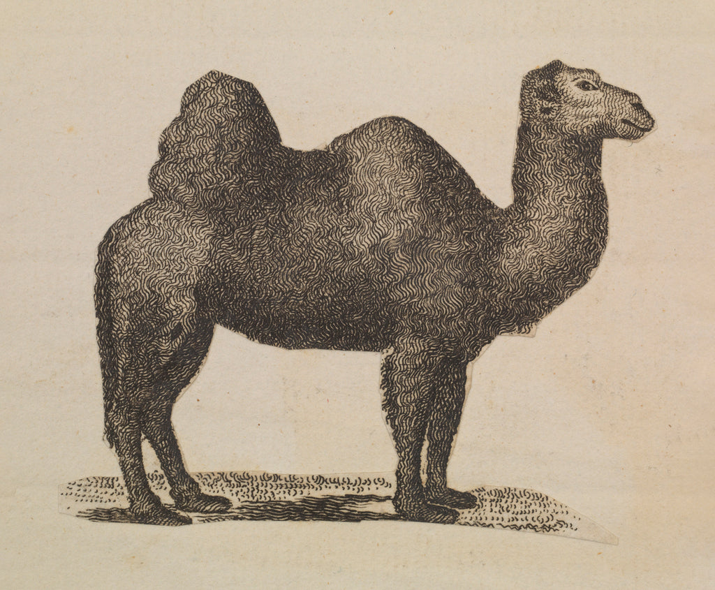 Detail of The Empire of China & Japan - Camel by Thomas Pennant