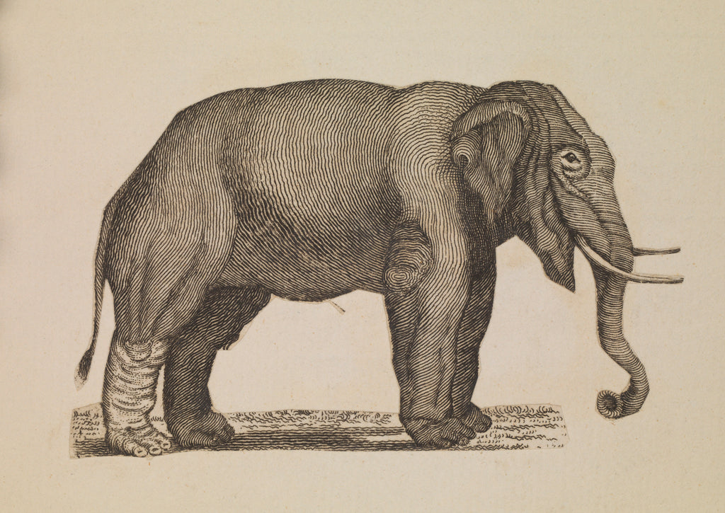 Detail of The Empire of China & Japan - Elephant by Thomas Pennant