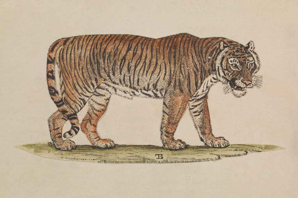 Detail of The Empire of China & Japan - Tiger by Thomas Pennant