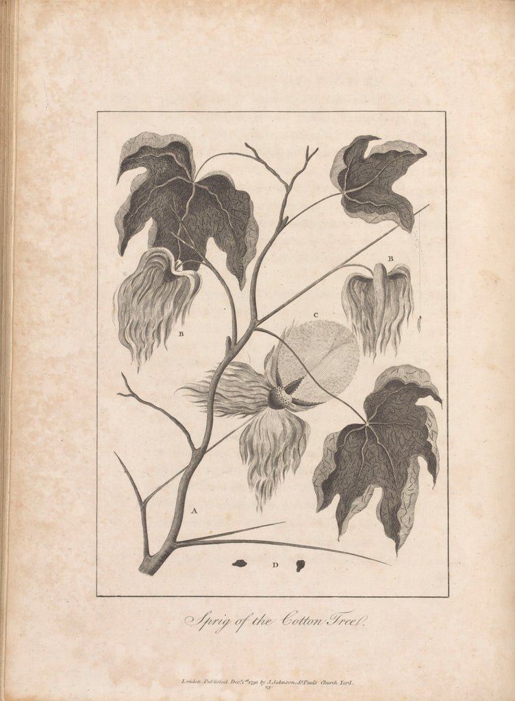 Detail of Illustration of the sprig of the Cotton Tree. Opposite P223 Vol.1 by Unknown