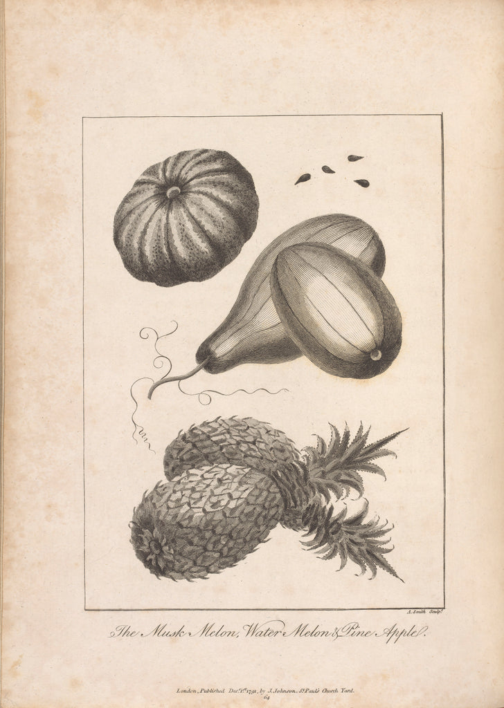 Detail of The illustration of the Musk, Melon and Pineapple opposite Page 221 Vol II by Unknown