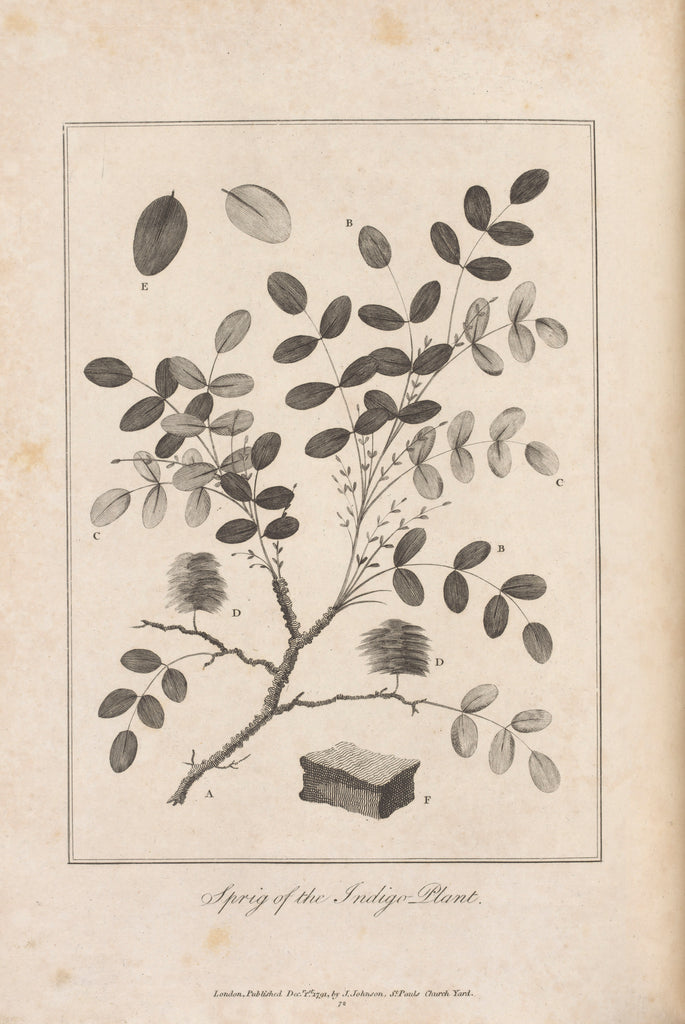 Detail of Illustration of the Sprig of the Indigo Plant, opposite p.314, Vol II by Unknown