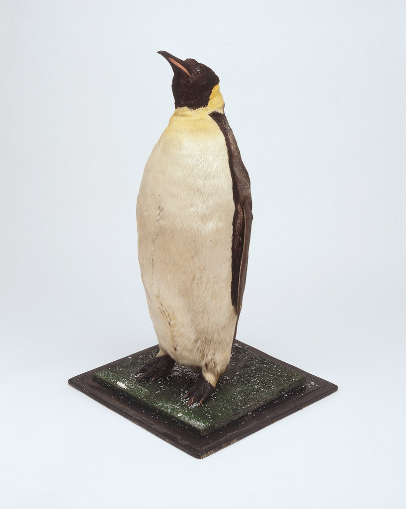 Detail of Stuffed emperor penguin by Dr. Edward Wilson