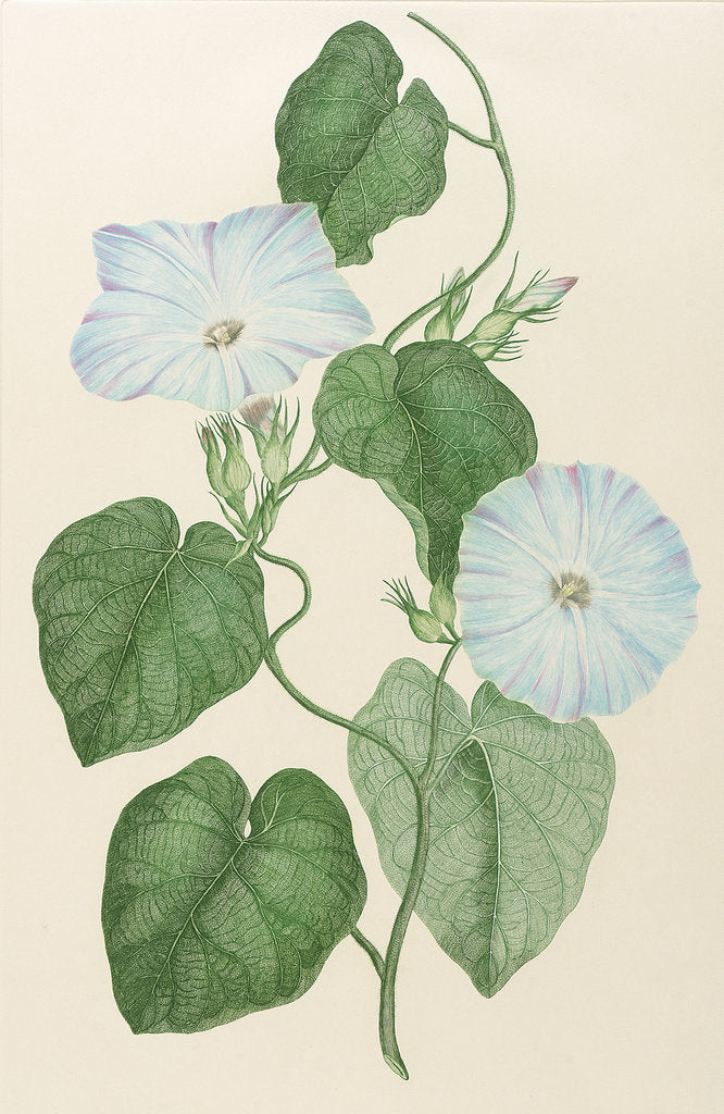 Detail of Impoea indica by Alecto