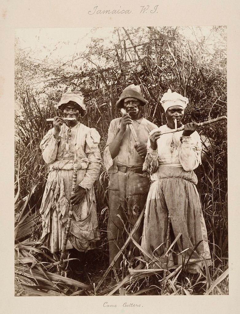 Detail of Slaves on a sugar plantation in Jamaica, West Indies by unknown