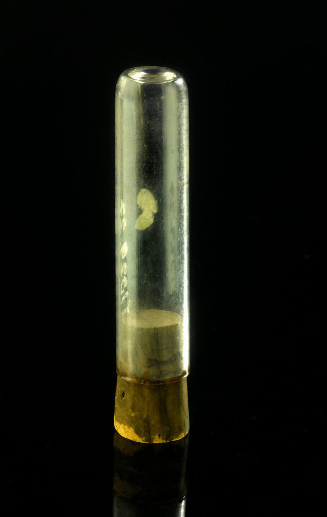 Detail of Empty specimen tube with cork by unknown
