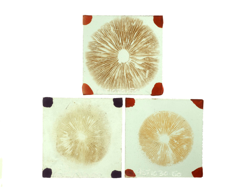 Detail of Three sealed microscope slides of an unidentified vegetable by unknown
