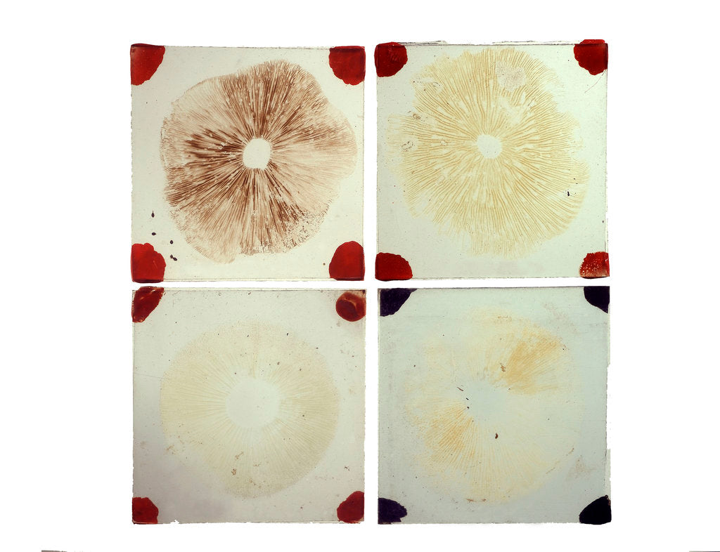 Detail of Four microscope slides showing an object similar to those marked AST103950 by unknown
