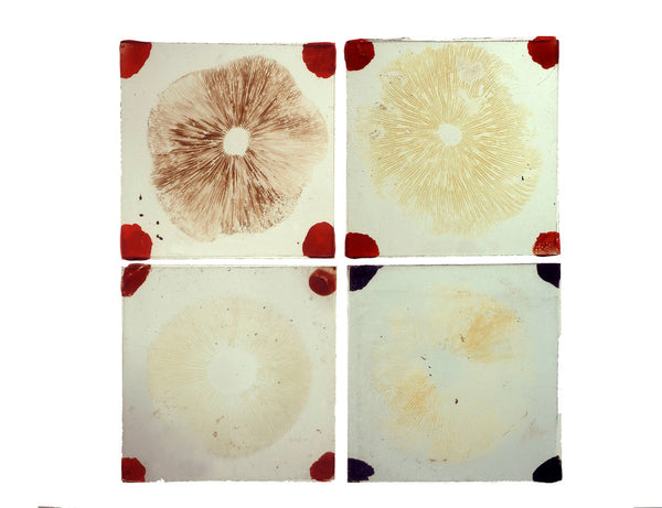 Four microscope slides showing an object similar to those marked ...