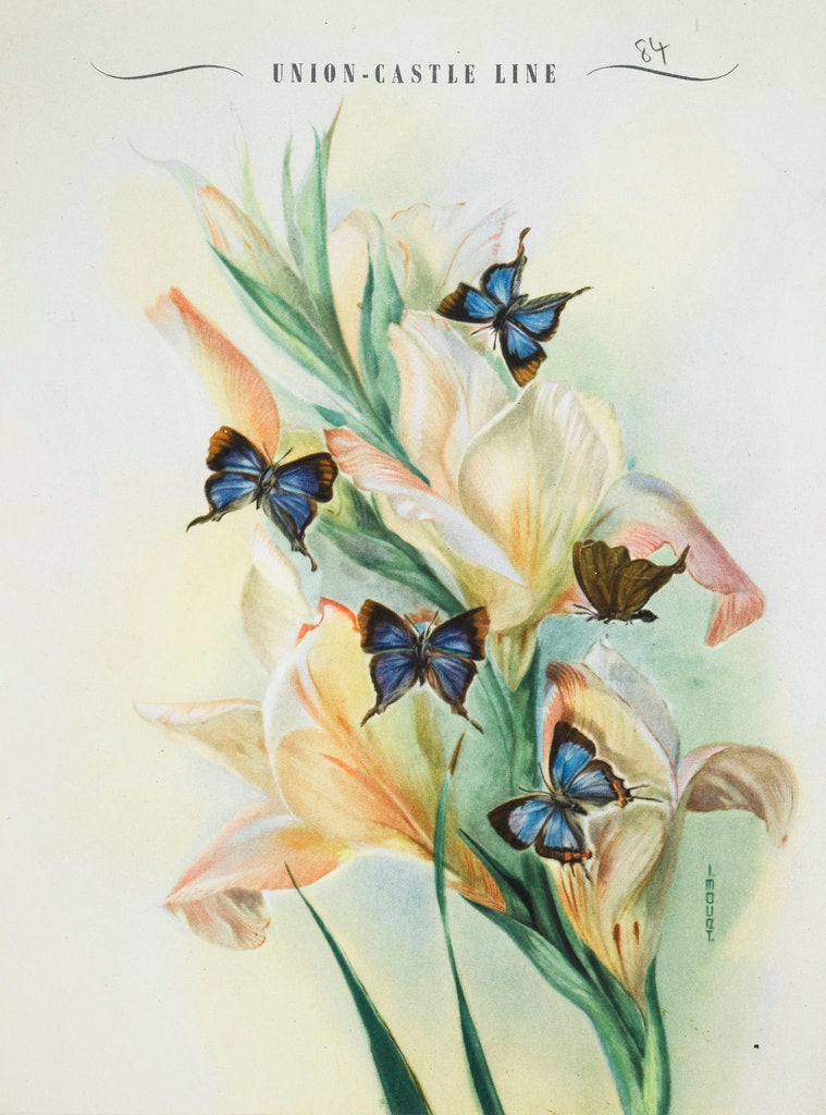Detail of Front cover of Union Castle Line menu, depicting Rhodesian butterflies and moths by unknown
