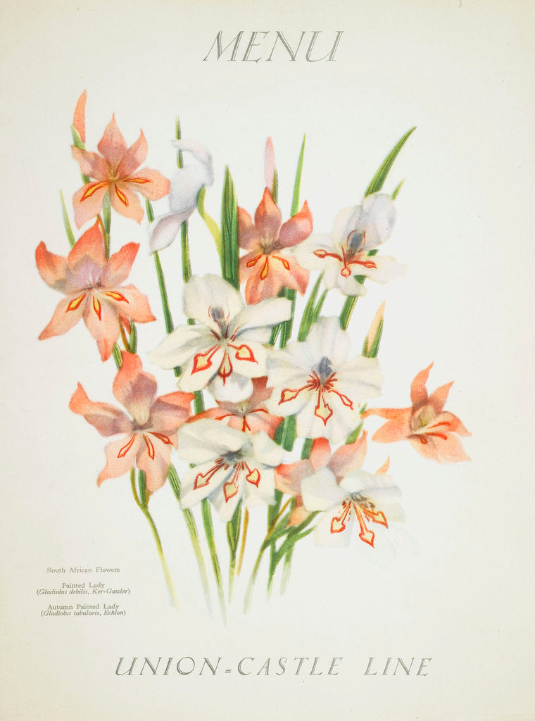 Detail of Front cover of Union Castle Line menu from RMS 'Pretoria', depicting South African flowers by unknown