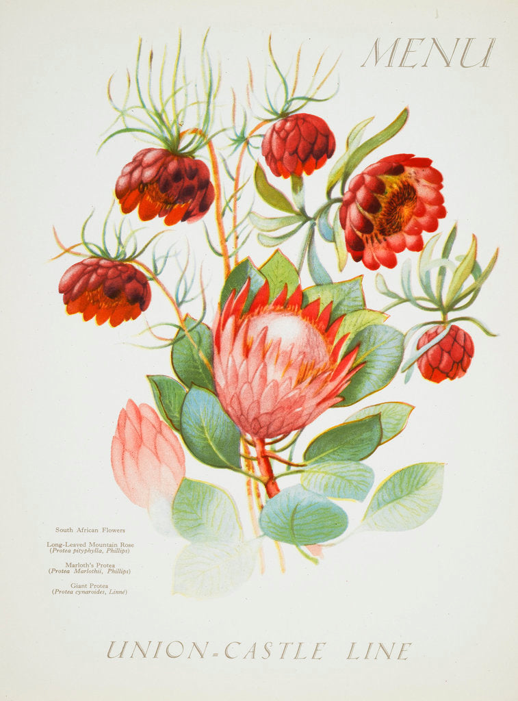 Detail of Front cover of Union Castle Line menu from Stirling Castle, depicting South African flowers by unknown