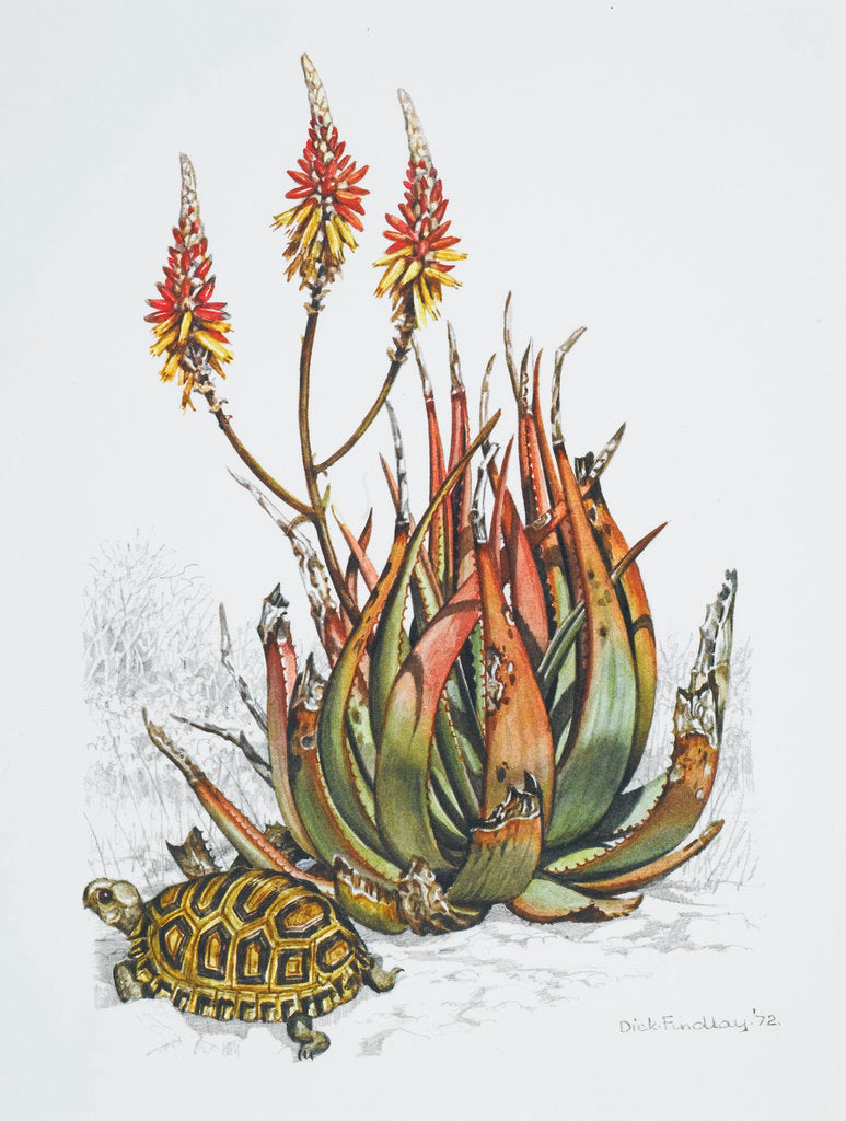 Detail of Front cover of Union Castle Line menu, depicting aloe plant and tortoise by Dick Findley