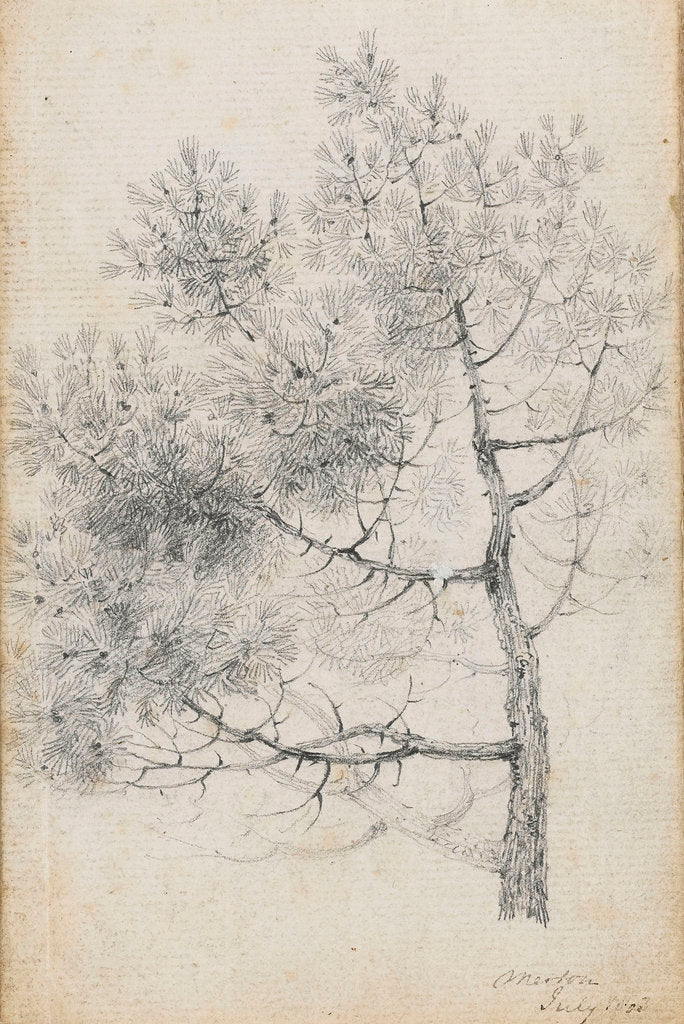 Detail of Study of a pine tree at Merton (recto) by Thomas Baxter