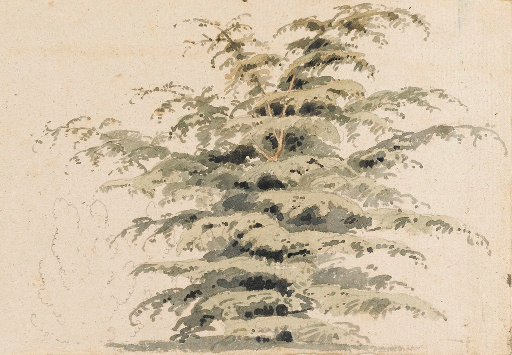 Detail of Study of a cedar tree by Thomas Baxter