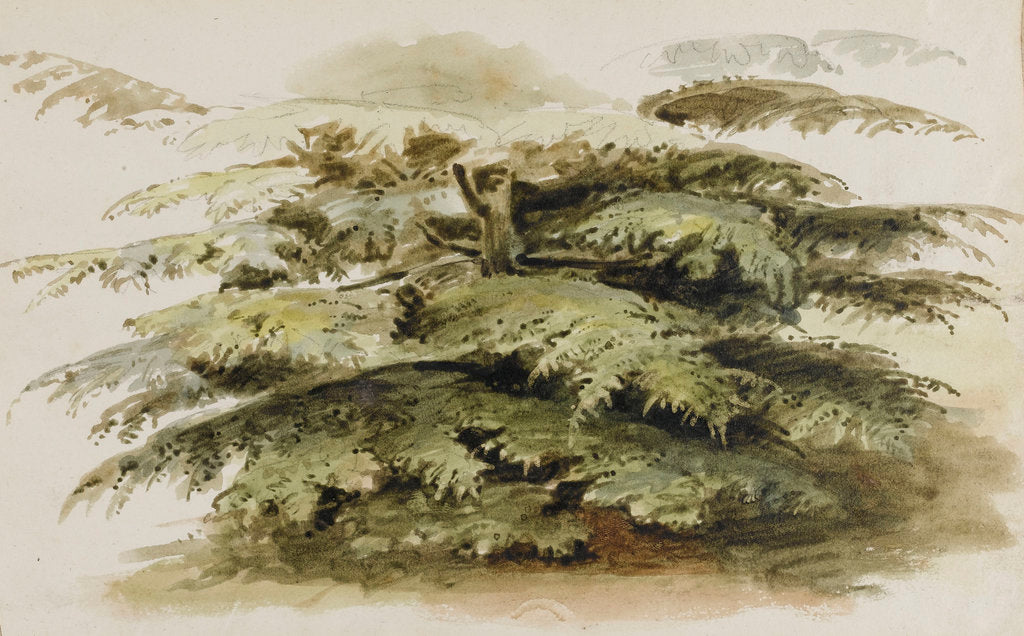 Detail of A study of a Cedar tree at Merton by Thomas Baxter