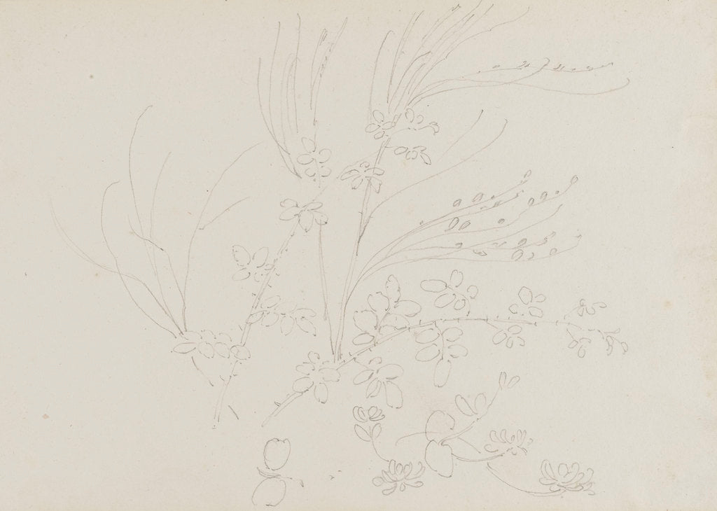 Detail of A study of garden plants including a rose foliage and honeysuckle by Thomas Baxter