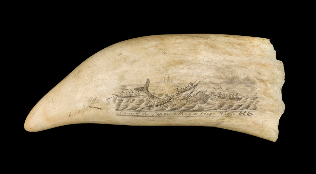 Detail of Whale tooth by unknown