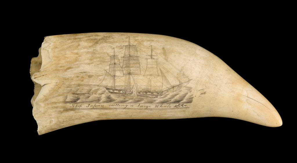 Detail of Whale tooth by unknown