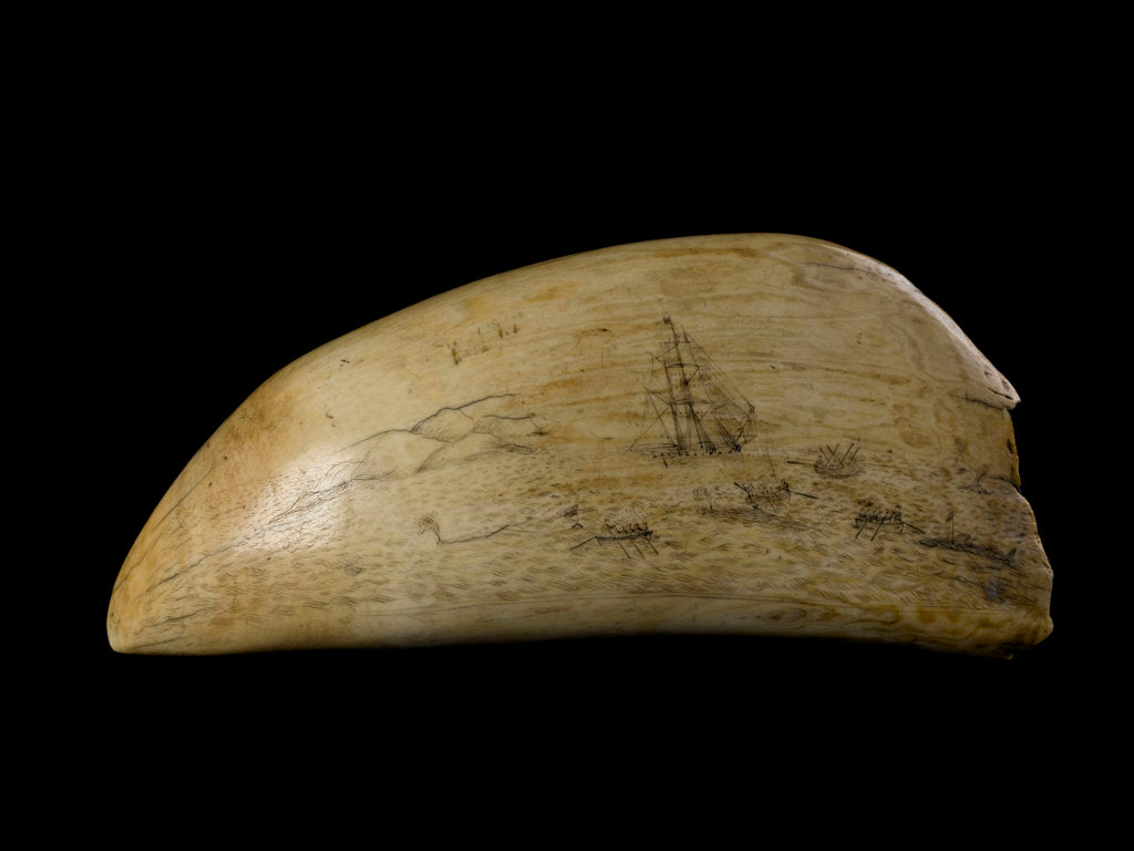 Detail of Whale tooth by unknown