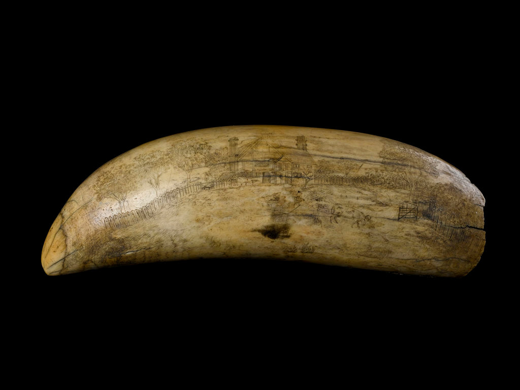 Detail of Whale tooth by unknown