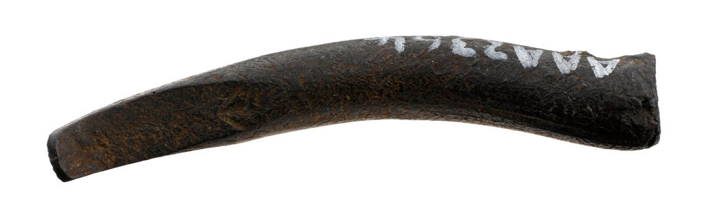 Detail of Nail by unknown
