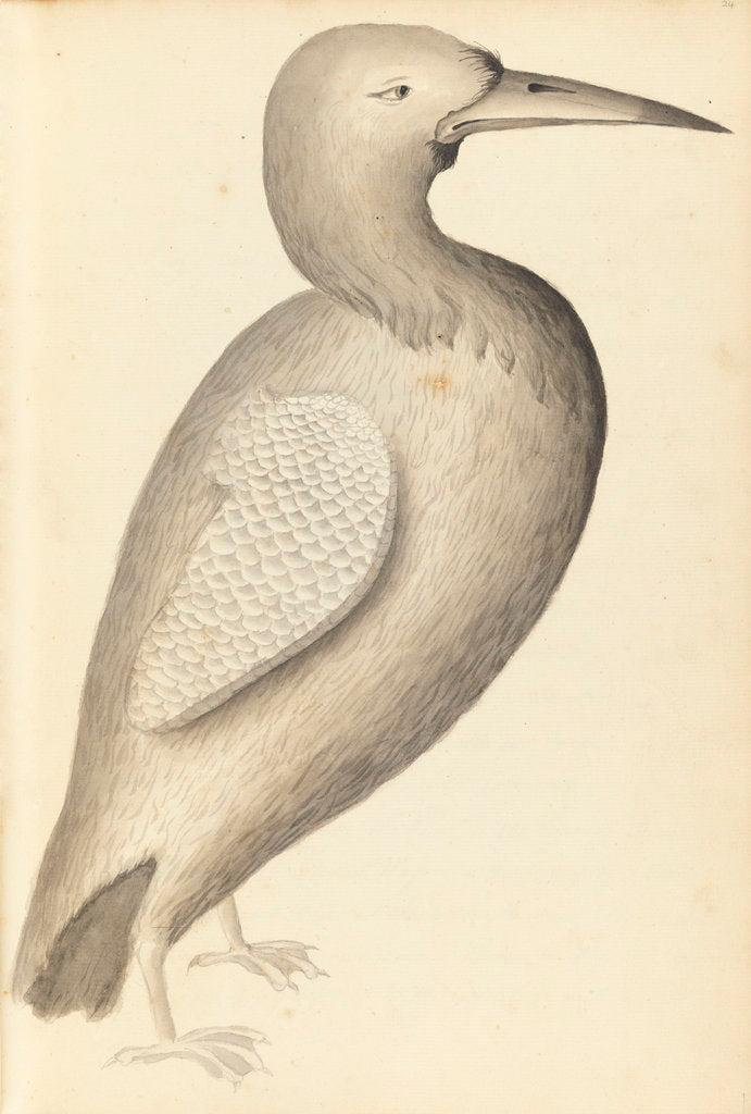 Detail of Plate from 'A Narrative of Commodore Anson's into the Great South Sea and Round the World' by unknown