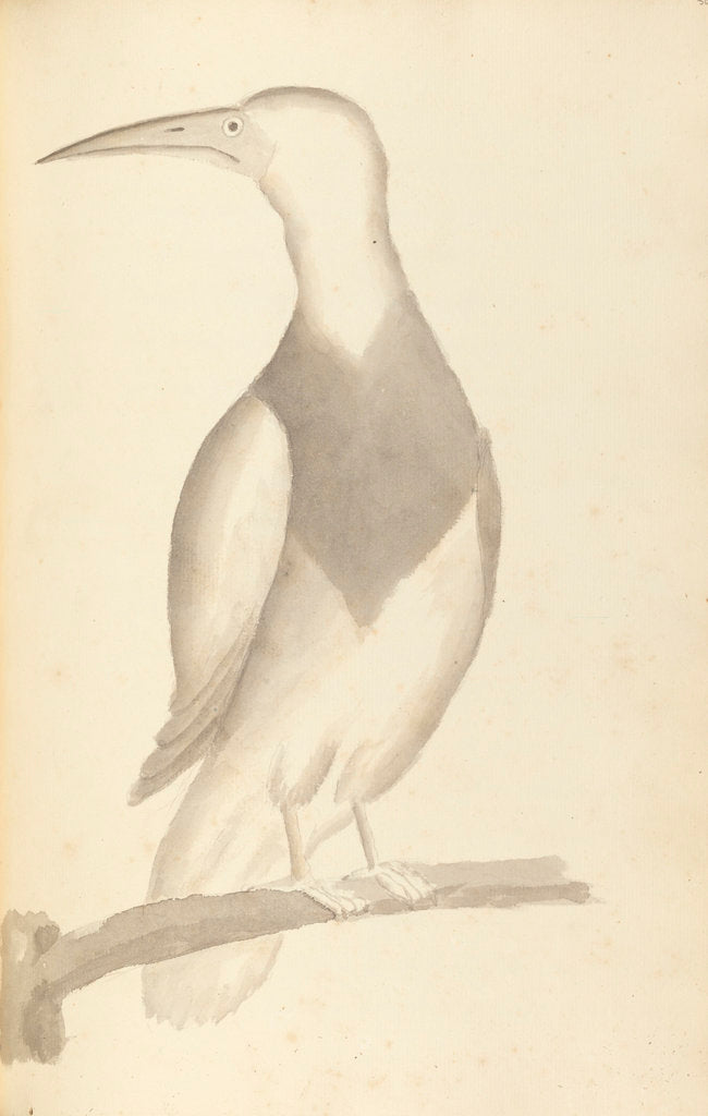 Detail of Plate from 'A Narrative of Commodore Anson's into the Great South Sea and Round the World' by unknown