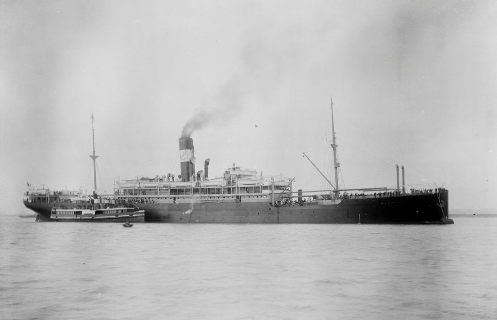 Detail of 'Waratah' (Br, 1908) by unknown